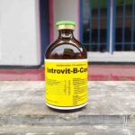 INTROVIT B COMPLEX 100 ML BY HOLLAND INTERCHEMIE - Multivitamin B Complex Untuk Nafsu Makan Ternak.