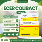 COLIBACT 2 BOLUS 1 BLISTER (1 STRIP ISI 2 BOLUS) - Obat Ternak Sapi Kuda Domba Babi