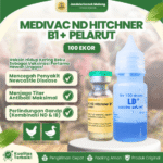 MEDIVAC ND HITCHNER B1 DOSIS 100 EKOR + PELARUT BY MEDION – Mengurangi Resiko Kematian Ayam & Unggas