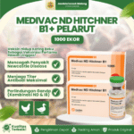 MEDIVAC ND HITCHNER B1 DOSIS 1000 EKOR + PELARUT BY MEDION – Mengurangi Resiko Kematian Ayam Unggas