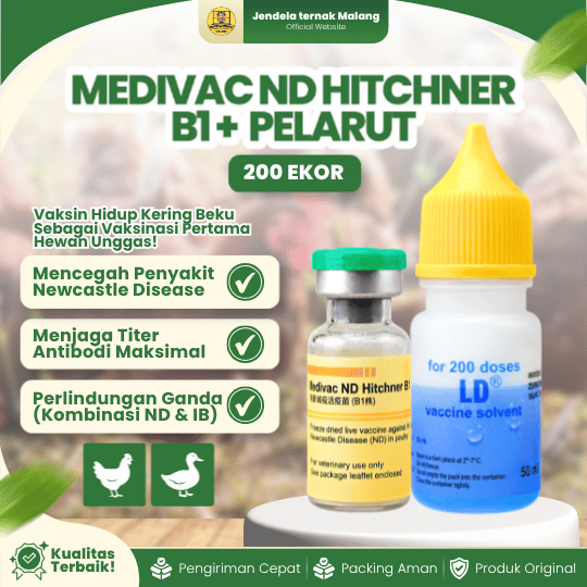 MEDIVAC ND HITCHNER B1 DOSIS 200 EKOR + PELARUT BY MEDION - Mengurangi Resiko Kematian Ayam & Unggas