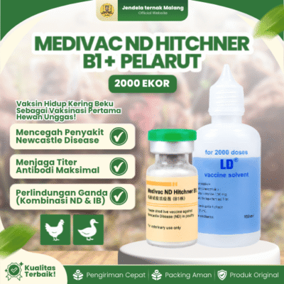 MEDIVAC ND HITCHNER B1 DOSIS 2000 EKOR + PELARUT BY MEDION – Mengurangi Resiko Kematian Ayam Unggas