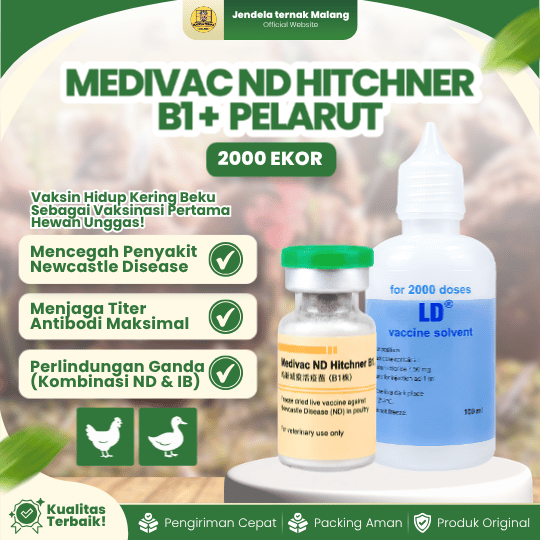 MEDIVAC ND HITCHNER B1 DOSIS 2000 EKOR + PELARUT BY MEDION - Mengurangi Resiko Kematian Ayam Unggas