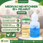 MEDIVAC ND HITCHNER B1 DOSIS 500 EKOR + PELARUT BY MEDION - Mengurangi Resiko Kematian Ayam & Unggas