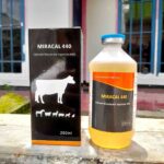 MIRACAL 440 - Mencegah Ketosis Milk Fever Ambruk Pada Hewan Ternak.