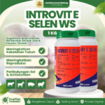 INTROVIT E SELEN WS 1 KG - Vit E Selenium Meningkatkan Fertilitas & Sistem Kekebalan Tubuh.