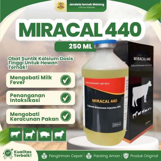 MIRACAL 440 - Mencegah Ketosis Milk Fever Ambruk Pada Hewan Ternak.