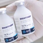 BIOAFTOGEN 25 DOSIS - Vaksin PMK Tanpa Reaksi Pasca Vaksinasi Pada Hewan Ternak.